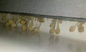 Pilzbildung im Bereich der Aufkantung einer Duschwanne